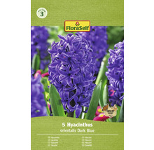 Pachet cu 5 bulbi de zambile Hyacinthus orientalis Dark Blue