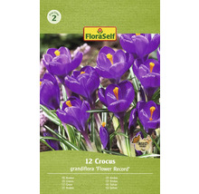 FloraSelf Crocus ''Flower Record'', 12 bucăți