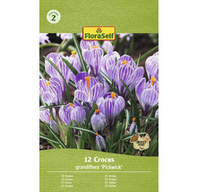 Pachet cu 12 bulbi de crocus grandiflora ''Pickwick''