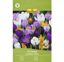 Pachet crocus Grandiflora, amestecat, 12 bucăți