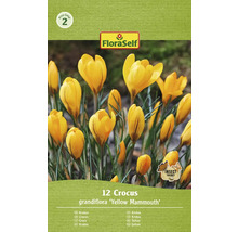 Pachet cu 12 bulbi de crocus, soiul Yellow Mammoth