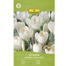 Pachet cu 12 bulbi de Crocus grandiflora ''Jeanne d''Arc''