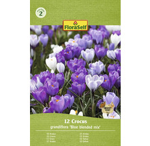 Pachet cu 12 crocus Grandiflora Blue Blended Mix
