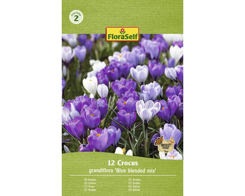 Bulbi de flori FloraSelf brândușe Grandiflora Blue Blen 7/8 12 buc.