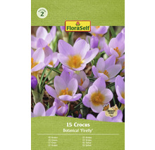 Pachet cu 15 bulbi de crocus Botanical Firefly