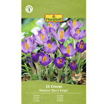 Pachet cu 15 crocus din soiul Botanical Barrs Purple