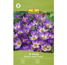 Pachet cu 15 crocus din soiul Botanical ''sieberi Tricolor''
