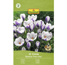 Pachet cu 12 bulbi de crocus din soiul Botanical Prins Claus