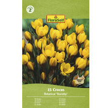 Pachet cu 15 bulbi de crocus Botanical ''Dorothy''