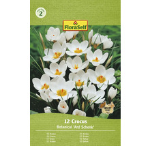 Pachet bulbi de crocus Botanical Ard Schenk