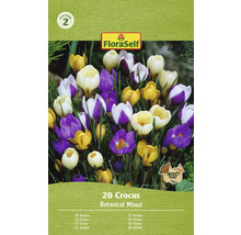 FloraSelf Crocus Botanical Mixed, 20 bucăți