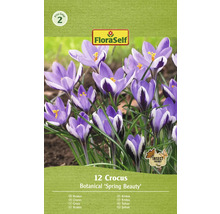 FloraSelf Crocus Botanical Spring Beauty pachet cu 12 bucăți