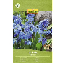 Pachet cu 12 bulbi de Scilla siberica pentru plantare