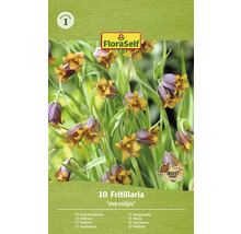 Pachet Fritillaria ''uva-vulpis''