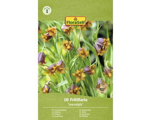 Bulbi de flori FloraSelf Fritillaria Uva Vulpis 6/7 10 buc.