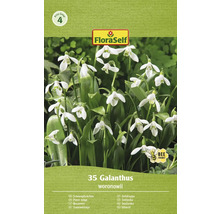 FloraSelf Galanthus woronowii pachet cu ghiocei