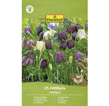 Pachet de bulbi de flori Fritillaria meleagris FloraSelf cu simbolul prietenos cu insectele