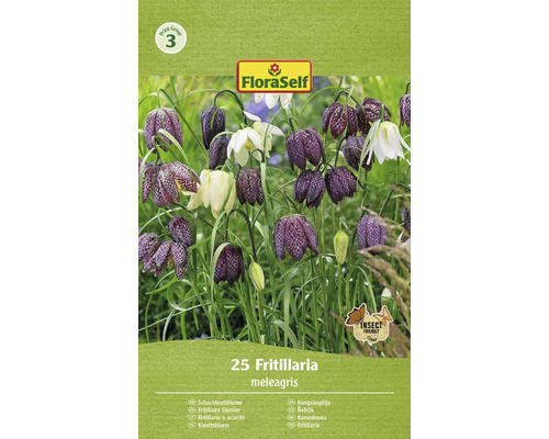 Bulb de flori FloraSelf Fritillaria Meleagris 5/6 25 buc.