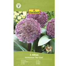 Pachet bulbi de flori de ceapă decorativă soiul Red Giant