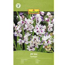 Pachet cu 20 de bulbi de flori Ixia Spotlight