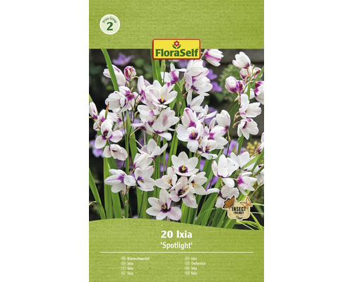 Bulbi de flori FloraSelf Ixia Spotlight 5/+ 20 buc.