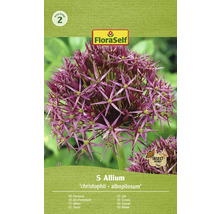 Pachet cu 5 bulbi de ceapă decorativă Allium christophii albopilosum