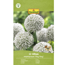Ambalaj Allium decorativ ampeloprasum ''Ping Pong''