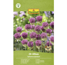 Pachet cu 20 bulbi de Allium sphaerocephalon