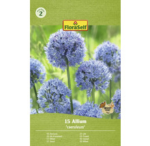 FloraSelf Allium ornamental ''caeruleum'' pachet cu sigiliul Prietenos cu insectele