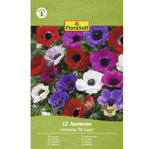 Amestec anemone FloraSelf ''De Caen'', pachet de douăsprezece bucăți