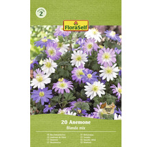 20 bulbi de anemone, amestec Blanda