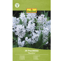 Pachet cu 20 de bulbi de Puschkinia libanotica