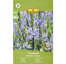 Ambalaj bulb Camassia leichtlinii ''Caerulea'' cu simbol prietenos cu insectele