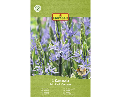 Bulb de crini FloraSelf Camassia Leichlinii 14/16 1 buc.