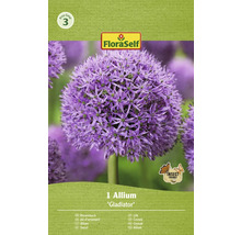 Pachet cu un bulb de Allium Gladiator de la FloraSelf
