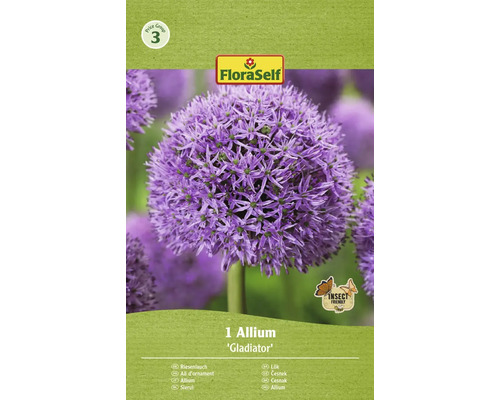 Bulb de flori FloraSelf Allium Gladiator 18/20 1 buc.