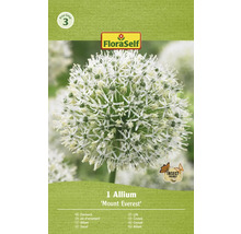 Pachet cu bulbi de Allium decorativ ''Mount Everest''