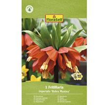 Bulb de plantă Coronița imperială Rubra Maxima FloraSelf