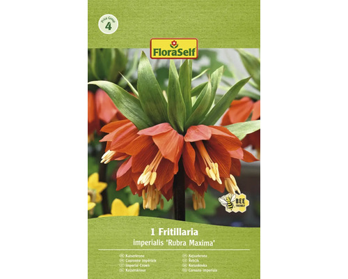 Bulb de flori FloraSelf Fritillaria Imperialis Rubra 20/22 1 buc.