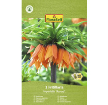 Ambalaj bulb de floare Fritillaria imperialis Aurora