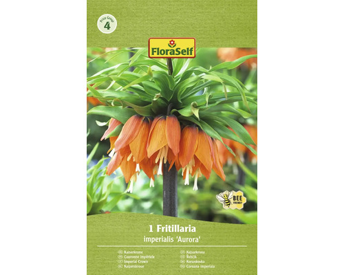 Bulb de flori FloraSelf Fritillaria Imperialis Aurora 20/22 1 buc.