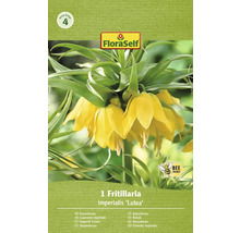 Ambalaj cu un bulb de lalea imperială soiul ''Lutea''