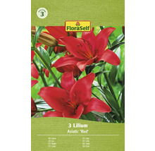Pachet de crini asiatici marca FloraSelf