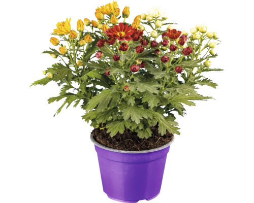 Crizantemă Pemba Chrysanthemum ghiveci Ø 14 cm diferite culori buc