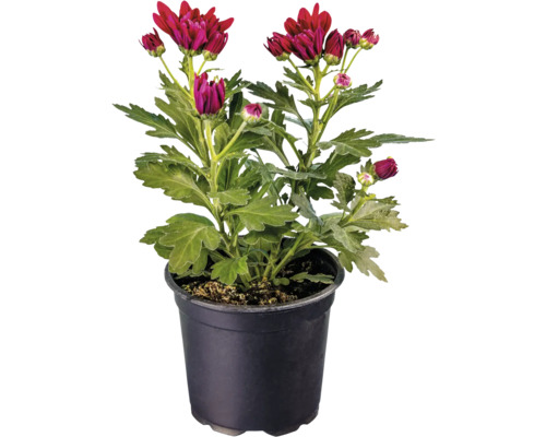 Crizantemă Chrysanthemum ghiveci Ø 10,5 cm diferite culori buc