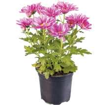 Crizantemă în ghiveci cu flori violet
