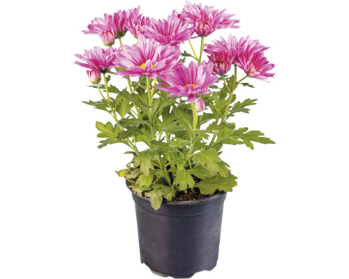 Crizantemă în ghiveci cu flori violet
