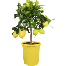 Limequat FloraSelf Citrus Limonella ghiveci Ø 23 cm