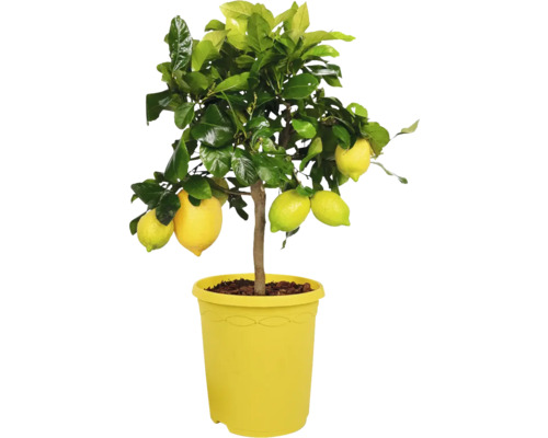 Limequat FloraSelf Citrus Limonella ghiveci Ø 23 cm