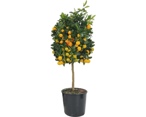 Calamondin FloraSelf Citrus calamondin ghiveci Ø 24 cm